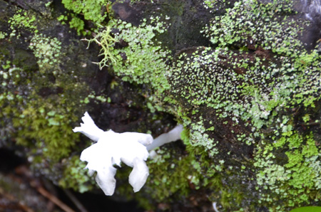 Indianpipe with lichen